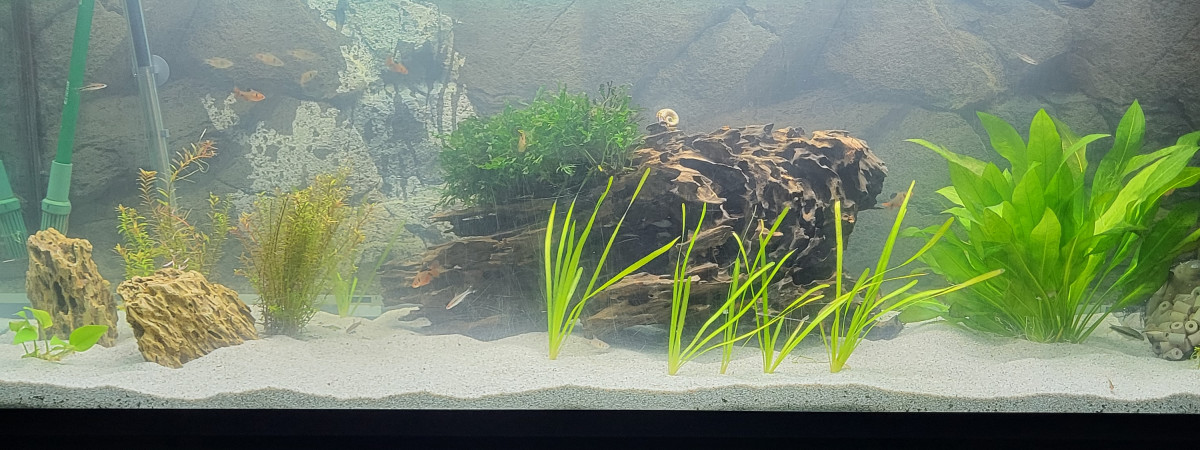 aquarium Asiatique