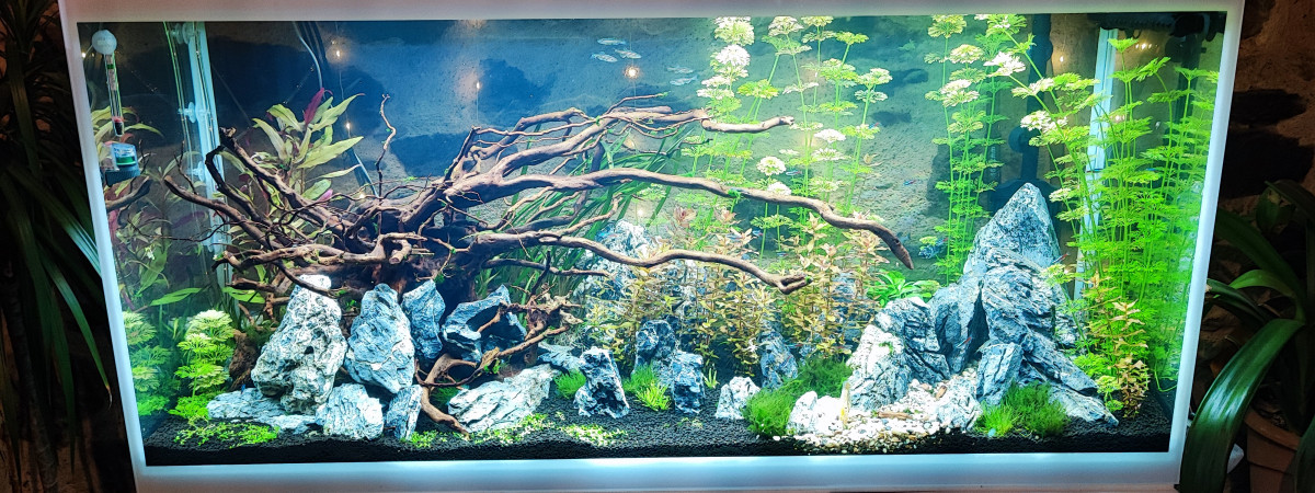 aquarium Aquarium n01