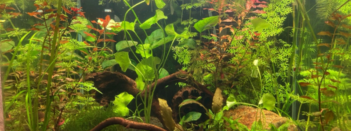 aquarium Bac asiatique