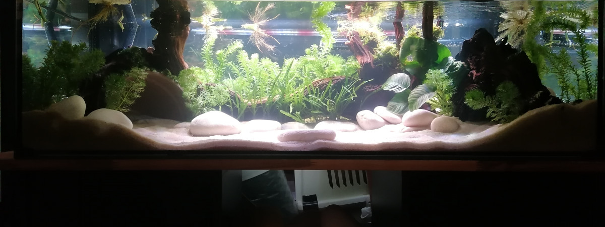 aquarium Axolotls Babies