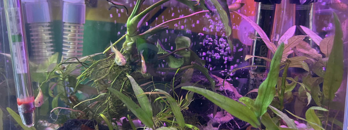 aquarium Guppy