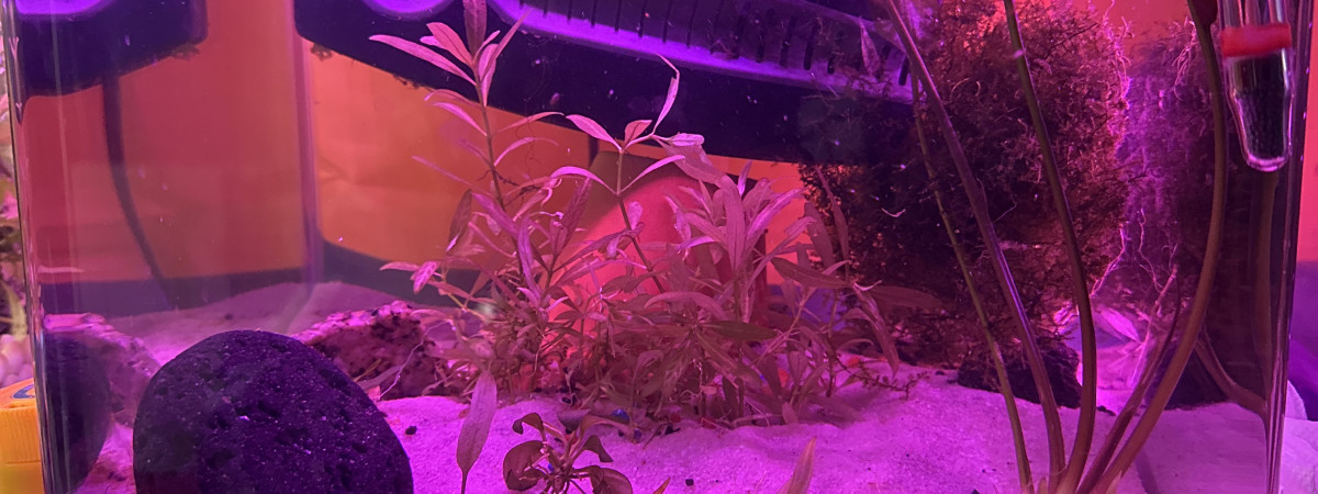 aquarium Crevette