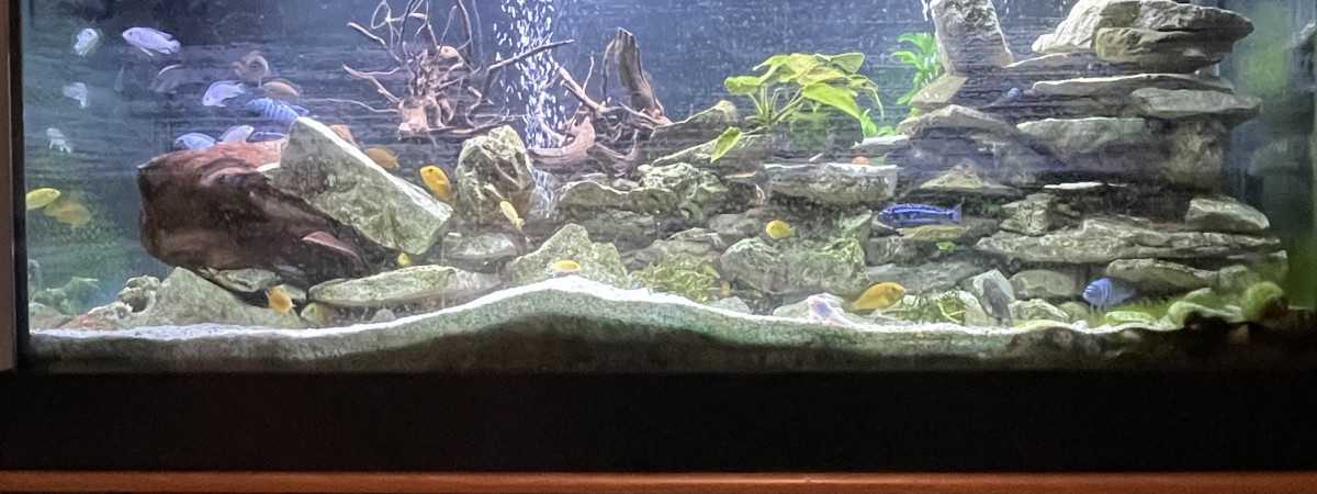 aquarium Aquarium bureau 1