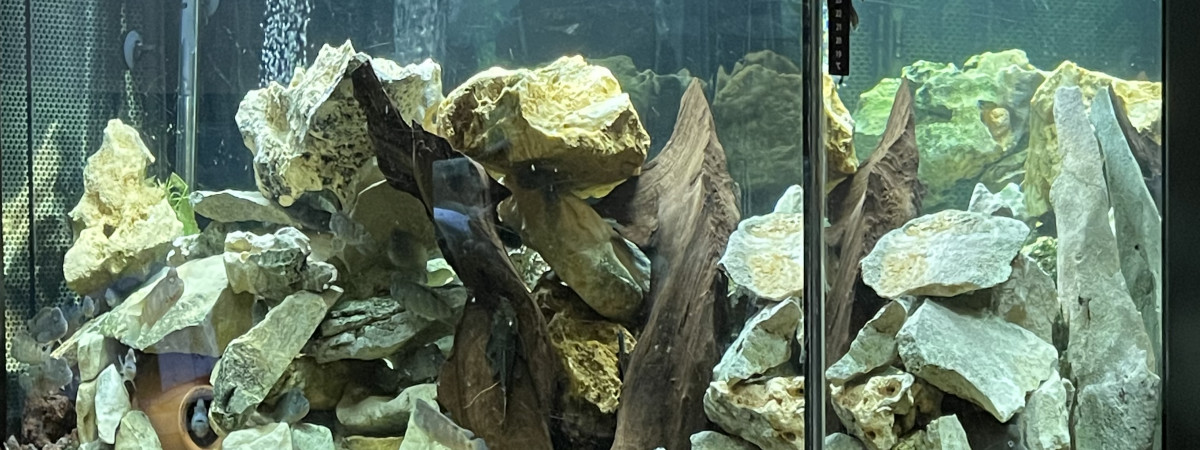 aquarium Aquarium bureau 2