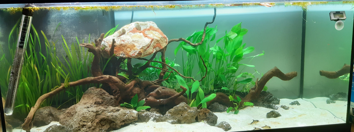 aquarium Juwel Rio180 - plage