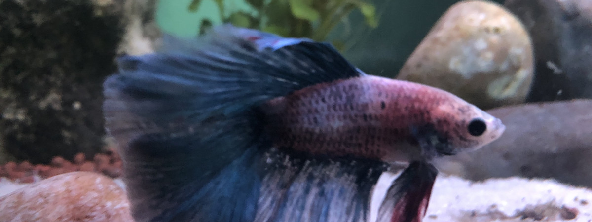 aquarium 120 L