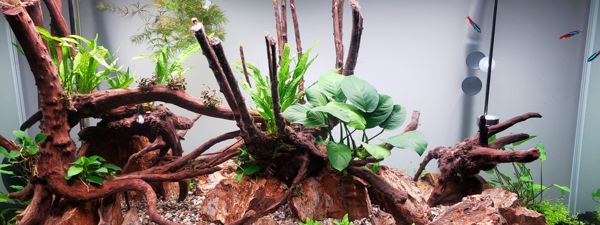 aquarium aquascape 1