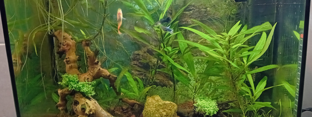 aquarium 40 Guppy JPC
