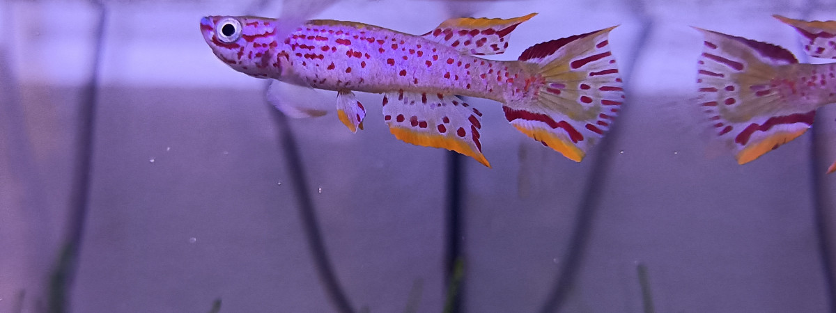 aquarium 322 Reserve pour Aphyosemion jeanhuberi Malinga GBG 93-20