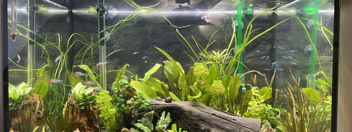 aquarium Eheim 175L