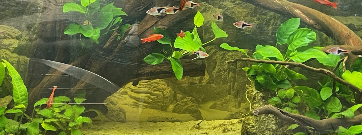 aquarium 120L