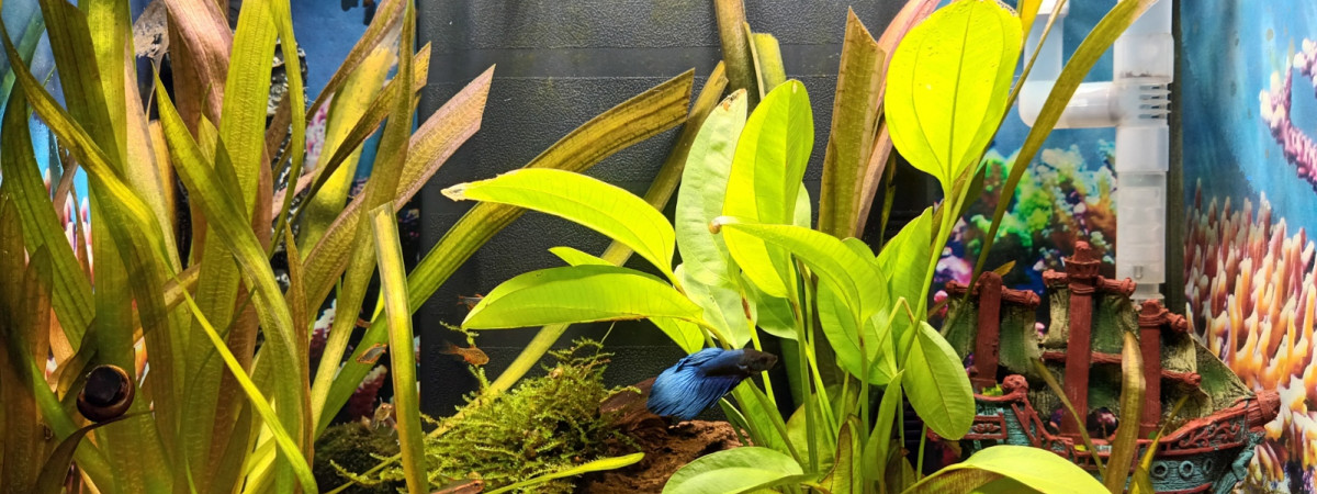 aquarium Deb50