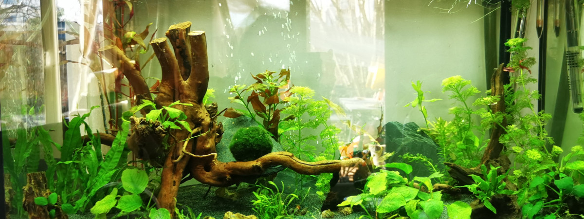 aquarium Communautaire tendance Asie