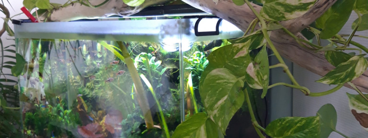 aquarium Aquarium 1