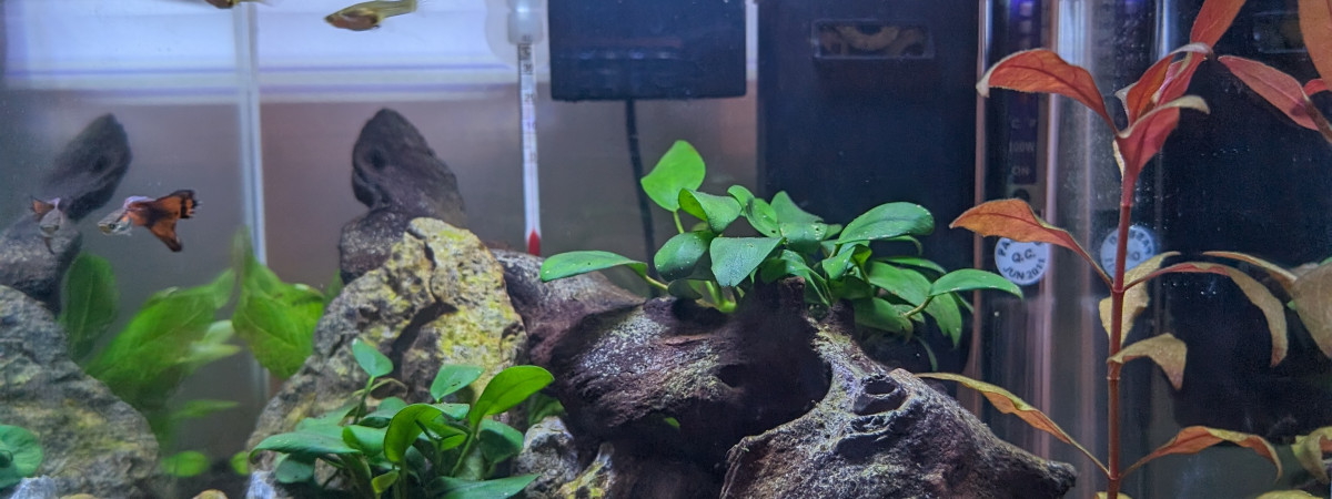 aquarium Premier nano low tech