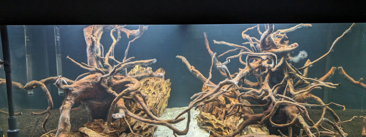 aquarium Premier projet aquascaping 200L