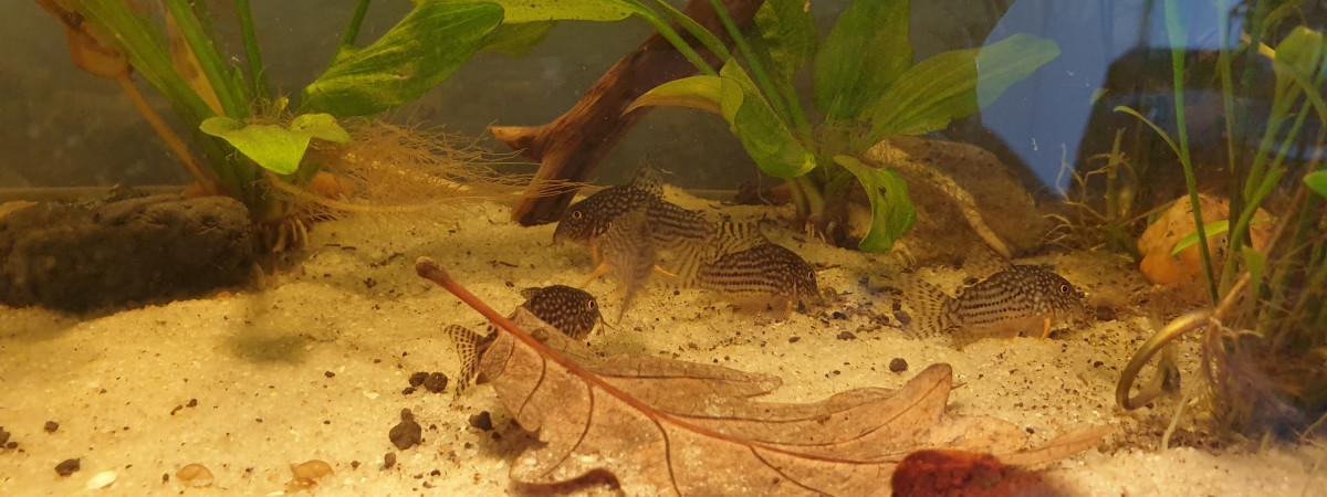 aquarium Salon