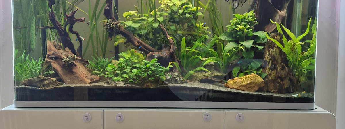 aquarium Amazonien