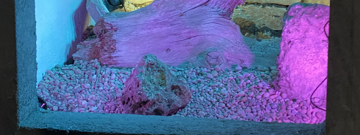 aquarium Bassin vitré