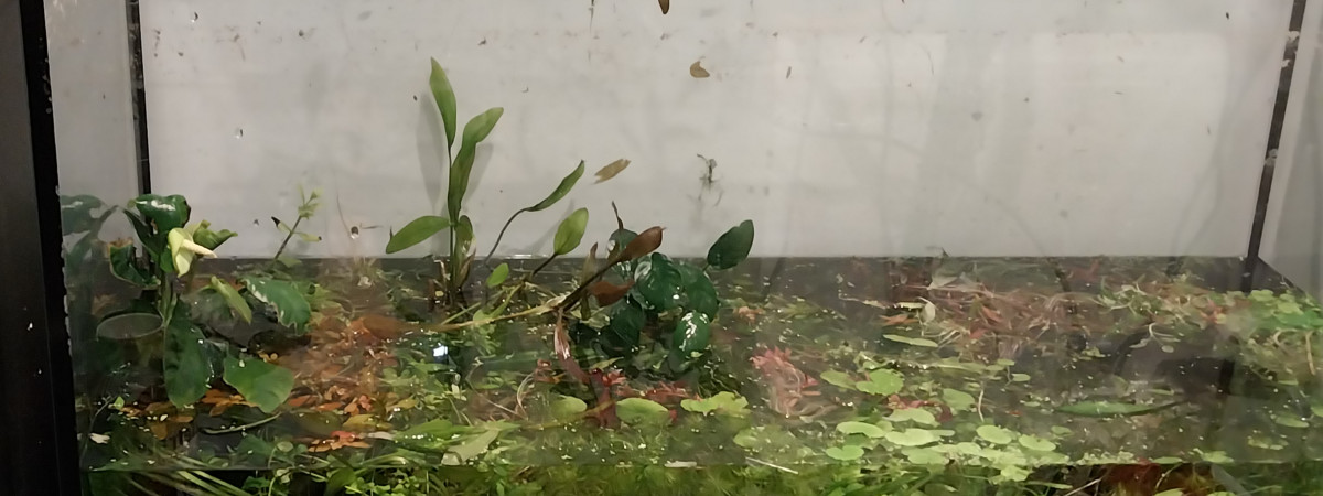 aquarium Bac à plantes