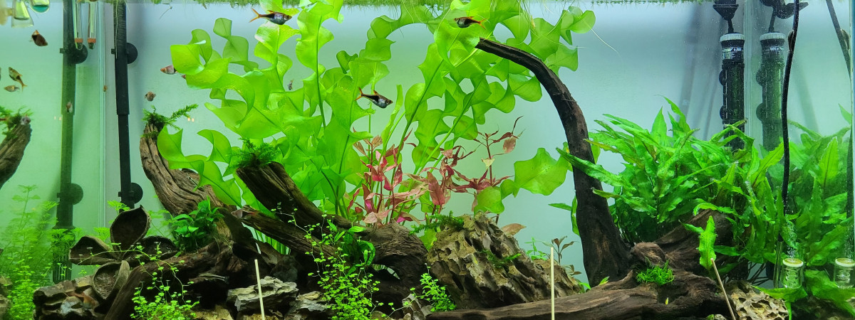 aquarium BAC