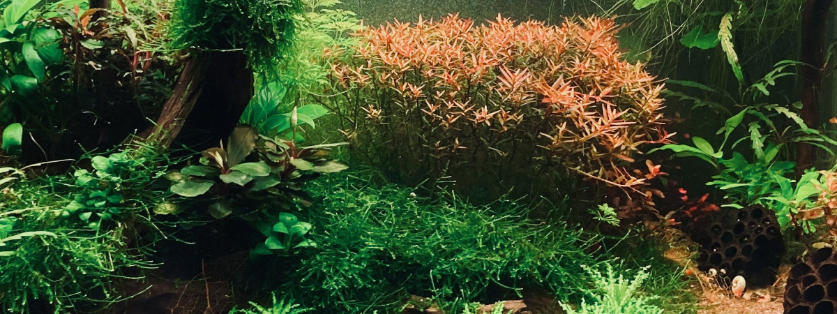 aquarium 54 L