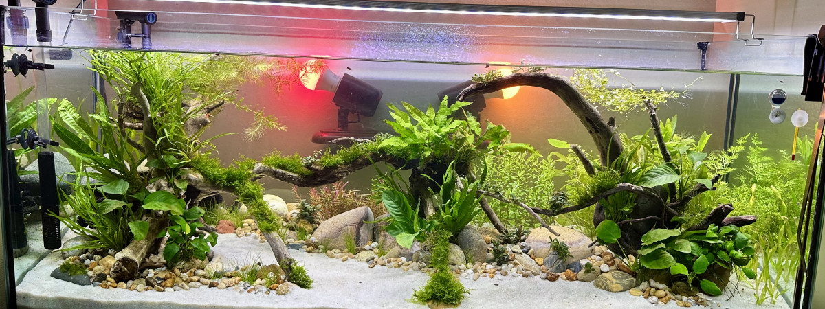 aquarium Mamberamo