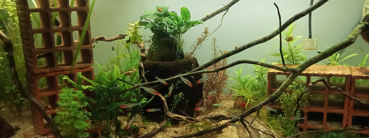 aquarium Quartiers nord