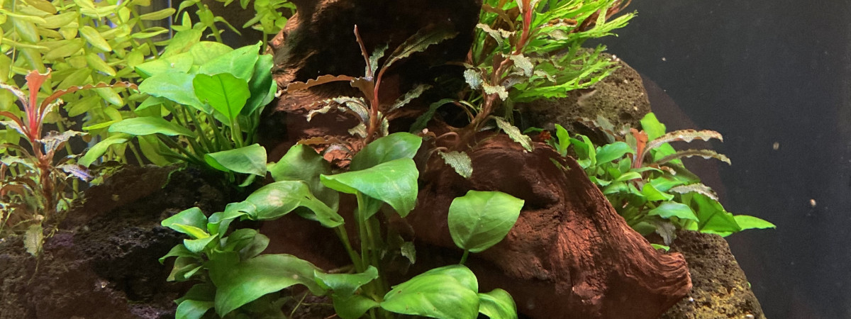 aquarium 35 L