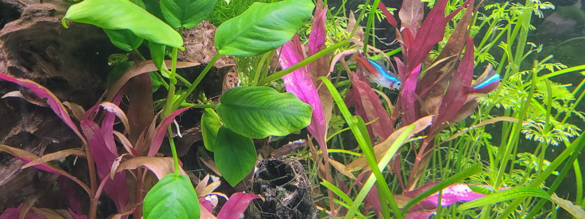 aquarium Amazonien