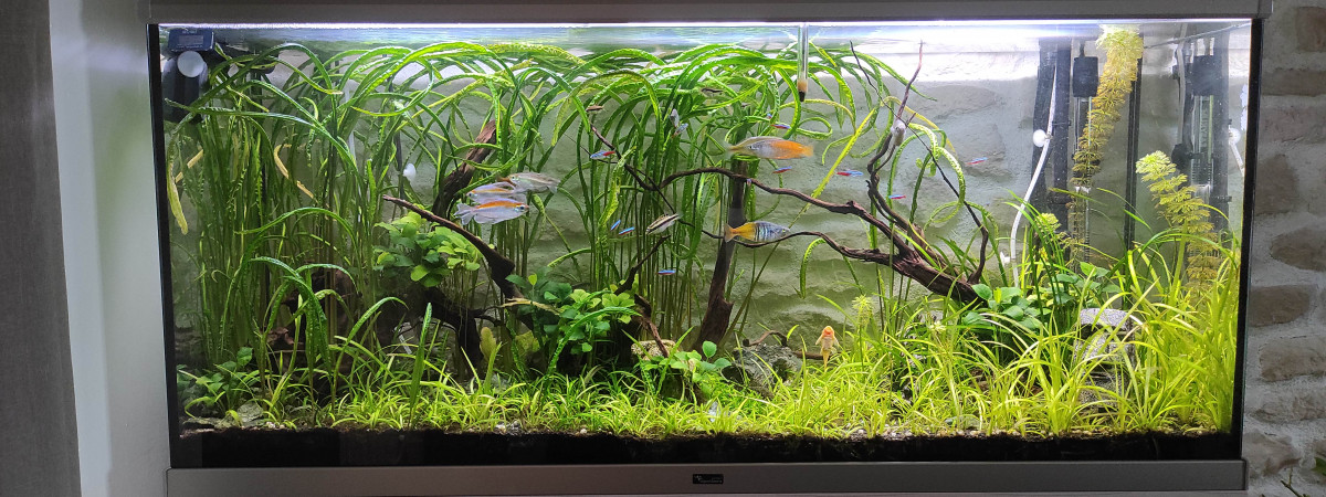 aquarium Arc en ciel