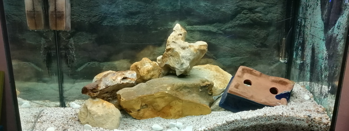 aquarium Guppys Femelles