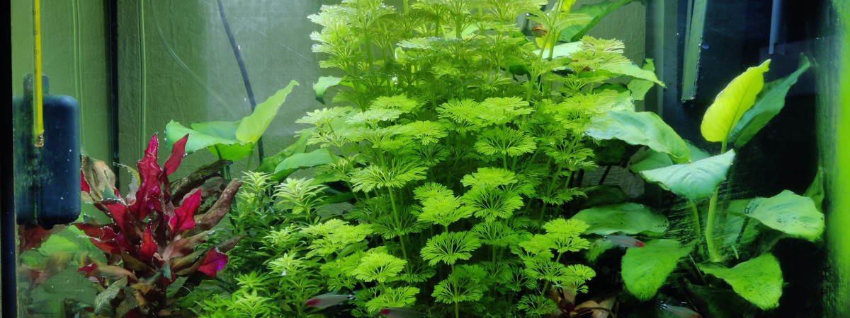 aquarium Juwel Lido 120