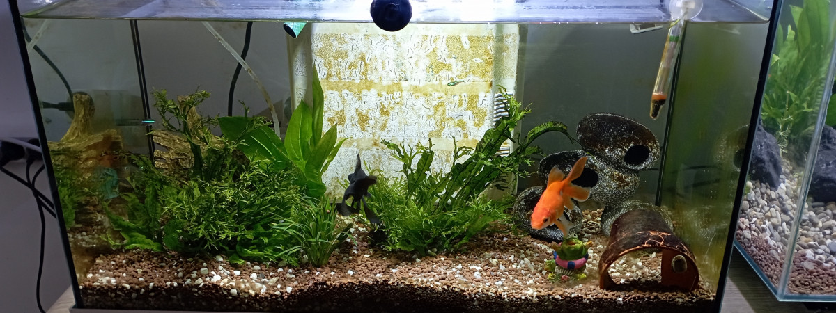 aquarium Aquarium Bureau