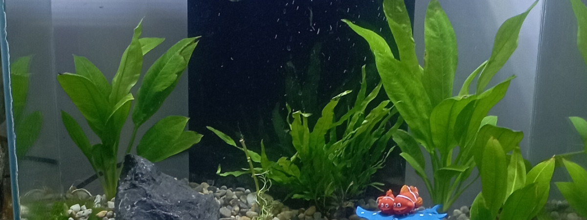 aquarium Fluval