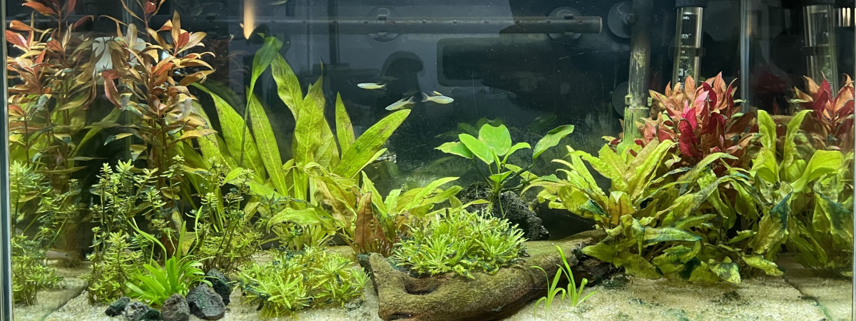 aquarium Aquarium Salon