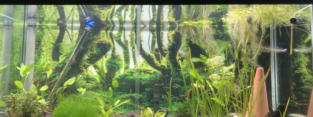 aquarium A1- Discus