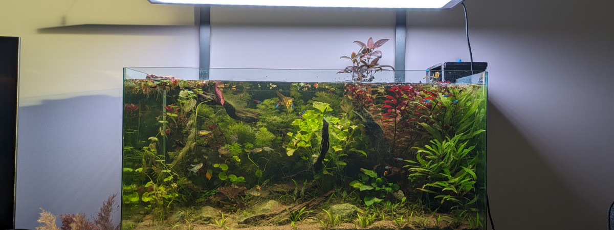 aquarium Sub Americain