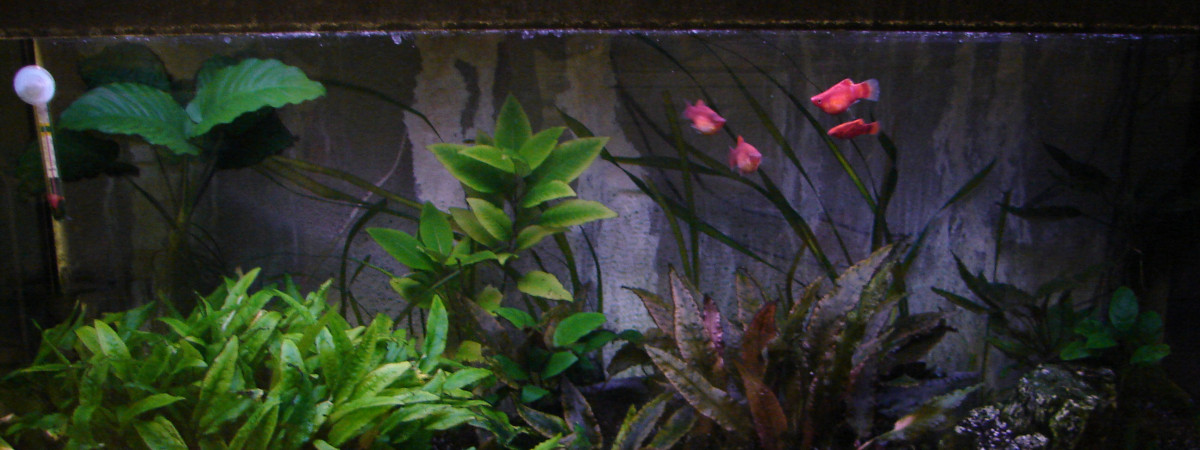 aquarium 240 l