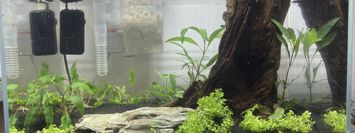aquarium Neoheterandria elegans 35L