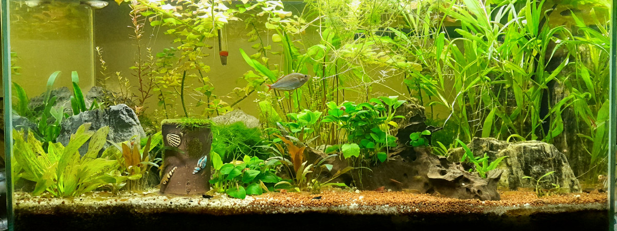 aquarium Aqua geoffrey