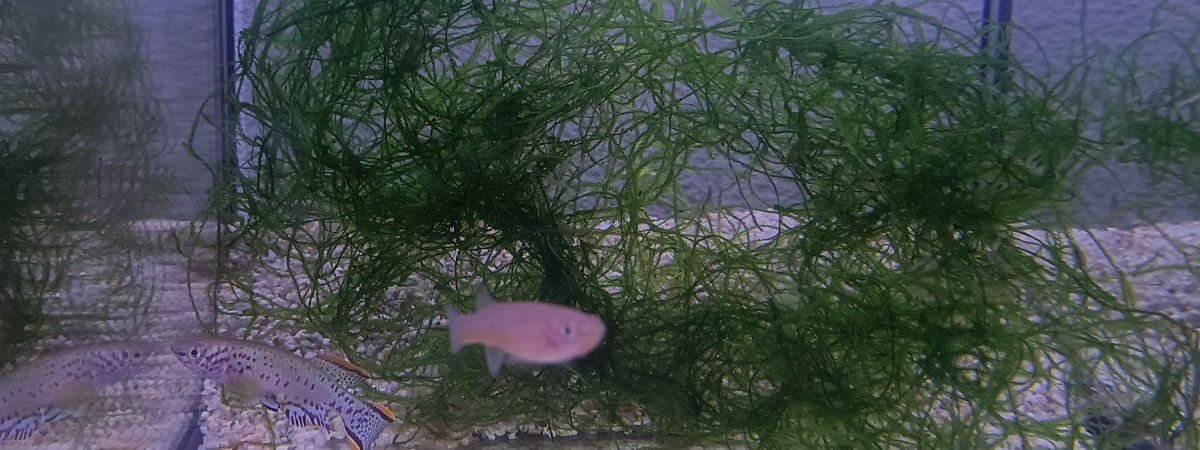 aquarium 412 01 Femelles Fundulopanchax nigerianus innidere