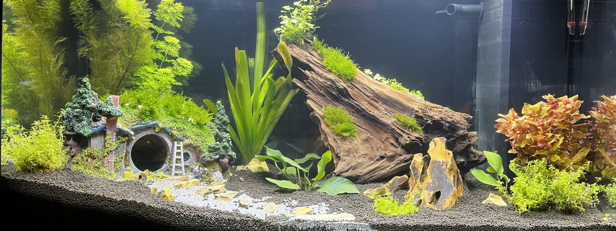 aquarium Aquarium Hobbit