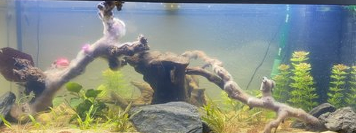 aquarium Ama1