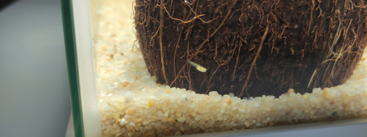 aquarium Aquarium guppys endler