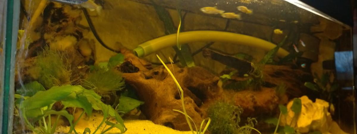 aquarium Sapet