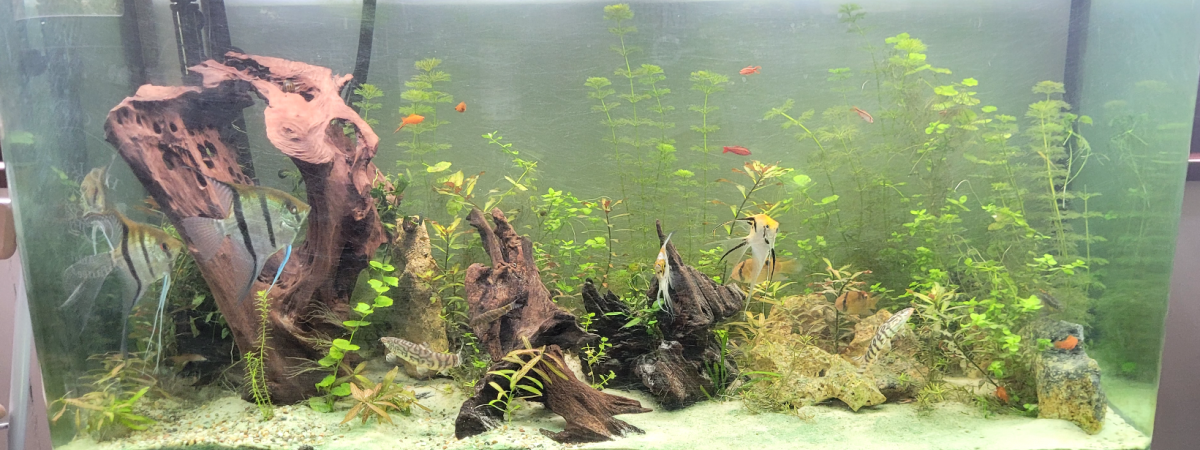 aquarium fluval osaka 350