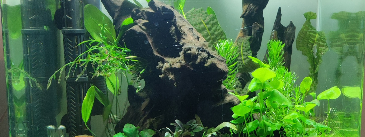 aquarium Galaxy