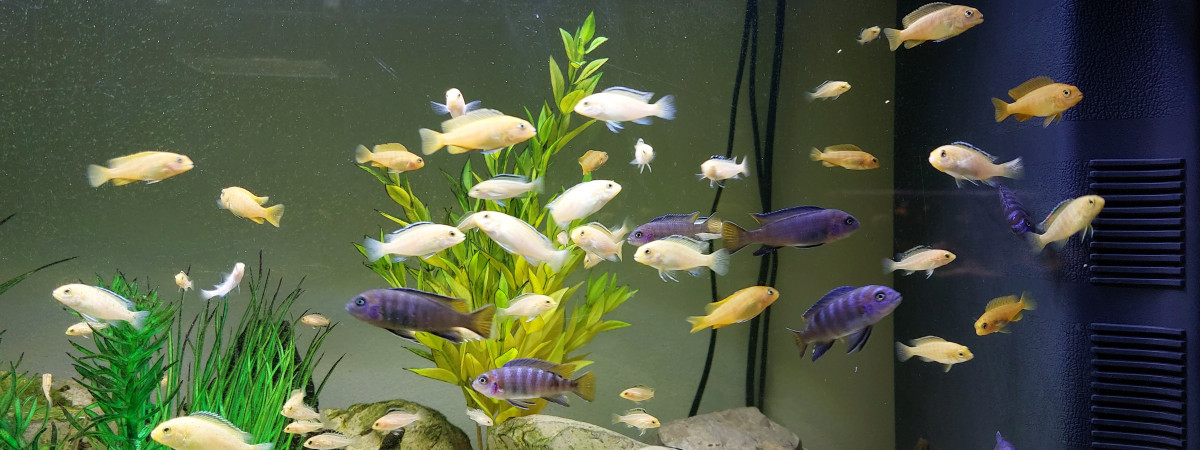 aquarium élevage