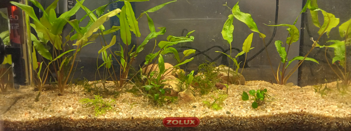 aquarium Déliquescence